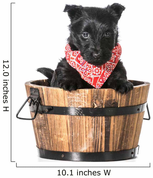 Puppy in a Bucket 