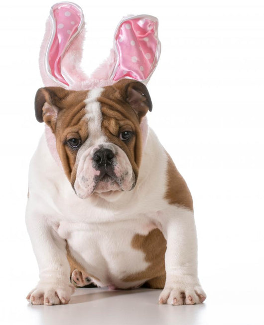 Easter Dog 