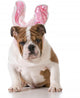 Easter Dog 