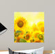 Field with sunflowers. isolation Wall Mural