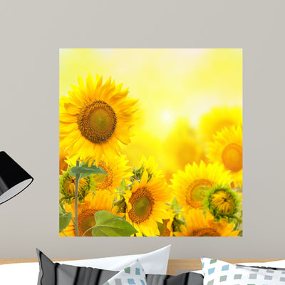 Field with Sunflowers Isolation Wall Mural shown on a wall