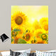Field with sunflowers. isolation Wall Mural