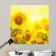 Field with sunflowers. isolation Wall Mural