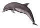Jumping Dolphin 