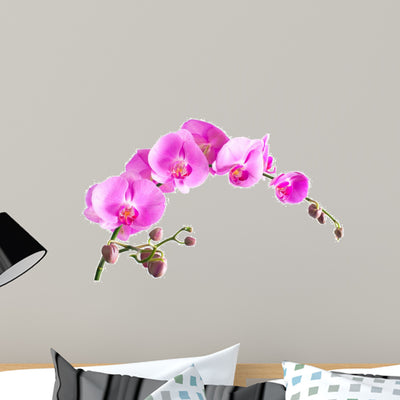 Orchid Falenopsisseriya Images Wall Decal shown on a wall