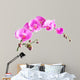 Orchid Falenopsisseriya Images Wall Decal