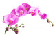 Orchid Falenopsisseriya Images Wall Decal