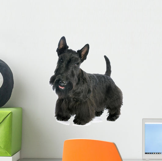 Scottish Terrier Wall Decal