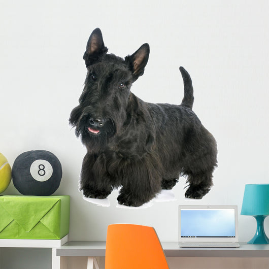 Scottish Terrier Wall Decal