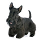 Scottish Terrier Wall Decal