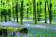 Bluebells Micheldever Wall Decal