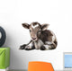 Newborn Calf Black and Wall Decal