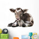 Newborn Calf Black and Wall Decal