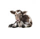 Newborn Calf Black and Wall Decal