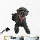 Black Poodle Wall Decal