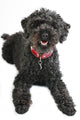 Black Poodle Wall Decal