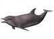 Dolphin on White Wall Decal