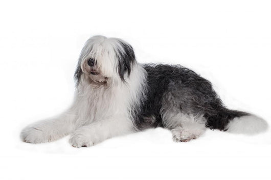 Old English Sheepdog Wall Decal