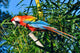 Amazonian Macaw Ara Ararauna Wall Decal