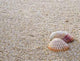 Two Shells Beach Wall Decal