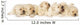 Yellow Labrador Puppies Wall Decal