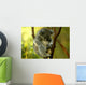 Australian Koala 