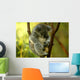 Australian Koala 