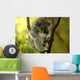 Australian Koala 