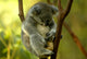 Australian Koala 