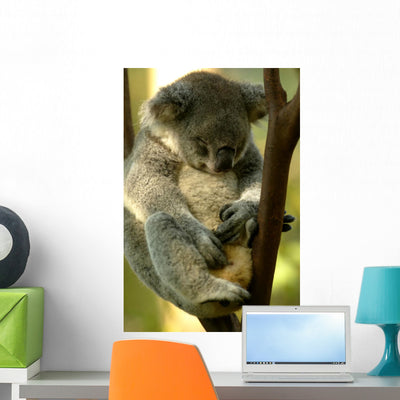 Australian Koala Wall Mural shown on a wall