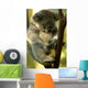 Australian Koala Wall Mural
