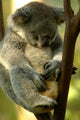 Australian Koala Wall Mural