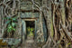 Ancient stone door and tree roots, Ta Prohm temple, Angkor, Camb 