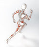 Female runner anatomy 