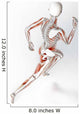 Female runner anatomy 