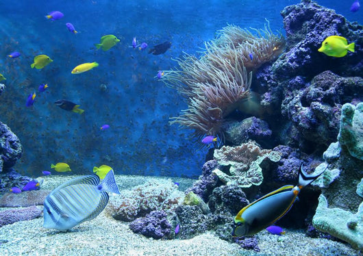 Aquarium Wall Decal
