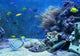 Aquarium Wall Decal