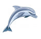 Dolphin Isolated on White Background 