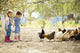 Two little girl feeding chickens 