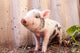 Cute Muddy Piglet Running Around Outdoors 