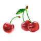 cherry Wall Decal