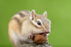 Chipmunk with Acorn Wall Decal Design 1