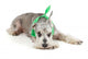 Cute Miniature Schnauzer Wall Decal