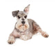 Cute miniature schnauzer Wall Decal