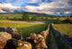 Footpath in Wharfedale, Yorkshire Dales National Park Wall Mural
