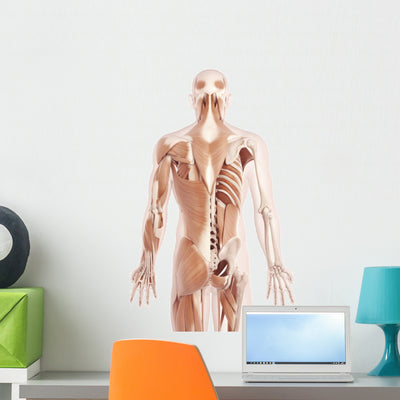 Anatomy Illustration Showing Back shown on a wall