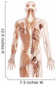 Anatomy Illustration Showing the Back Muscles 