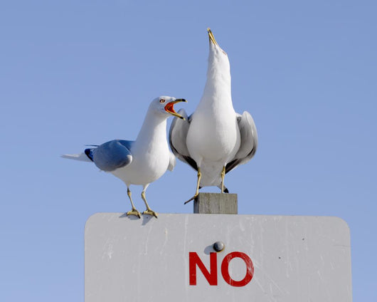  No! Wall Mural