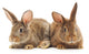 Rabbits Wall Decal