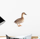 female duck 